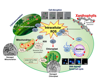 천연물질 기반 녹조 성장 제어 메카니즘